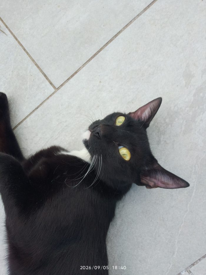 🐾 Mochi e le sue 2 cucciole cercano una famiglia ❤️