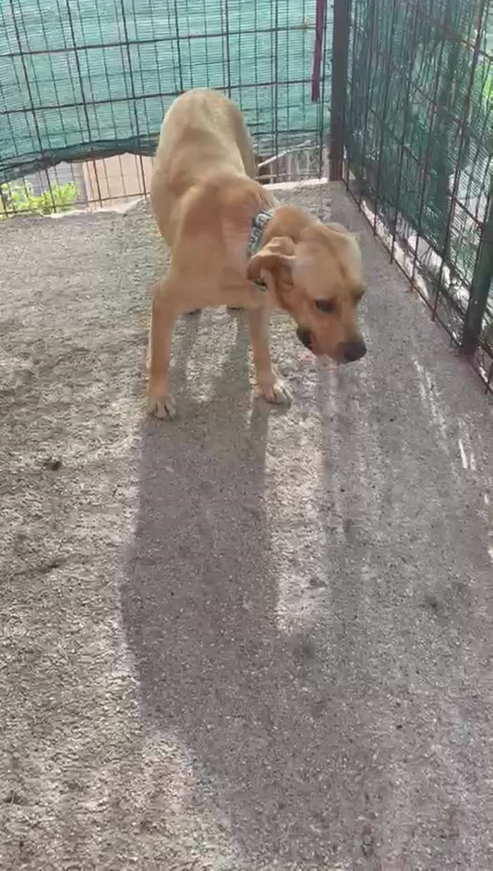 IL TENERO ARGO
