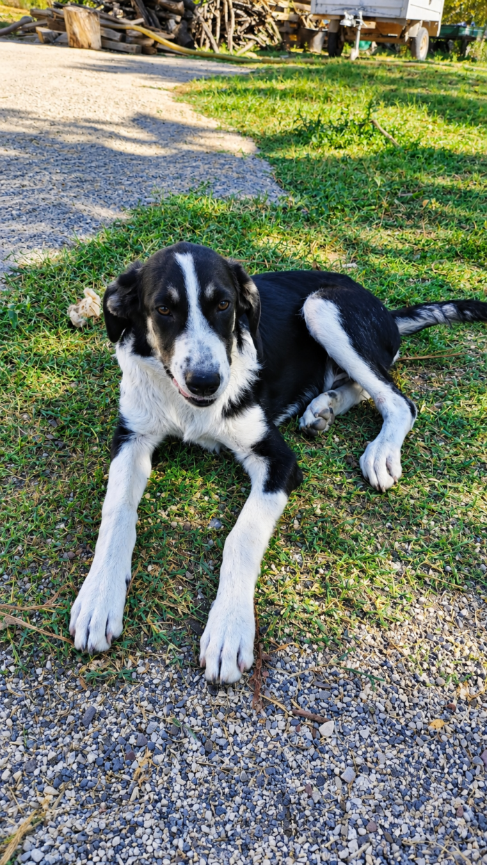 Enea cucciolo di mesi 5