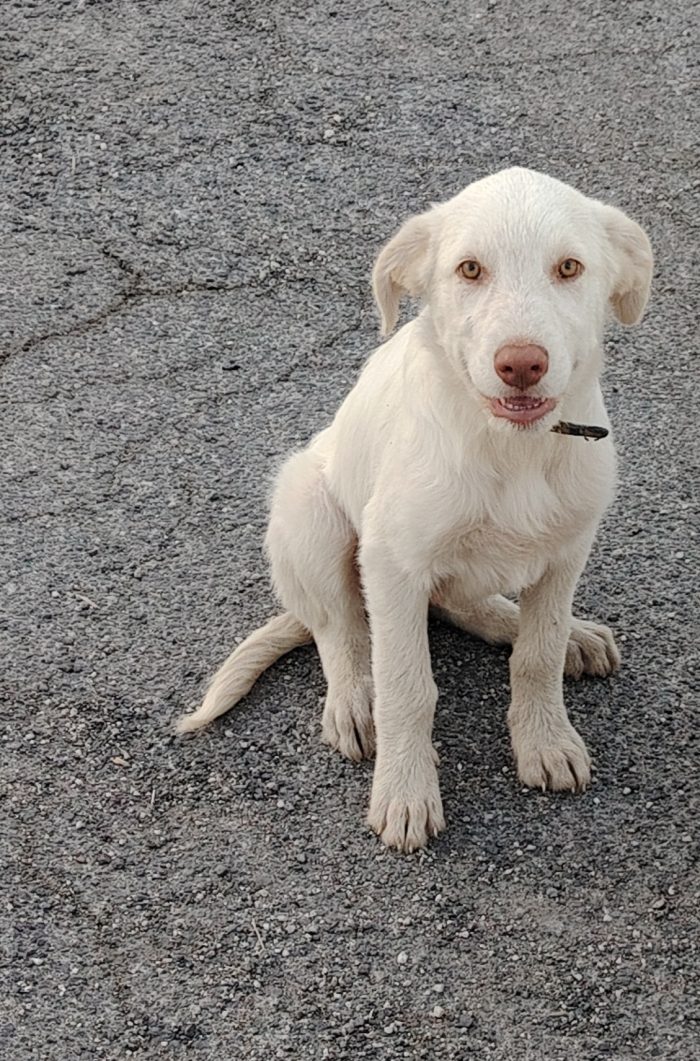 Lady, cucciola da salvare
