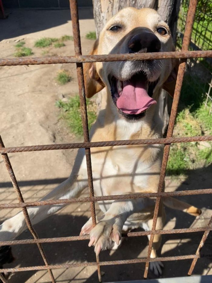 Orione splendido cagnolone simil Labrador cerca casa