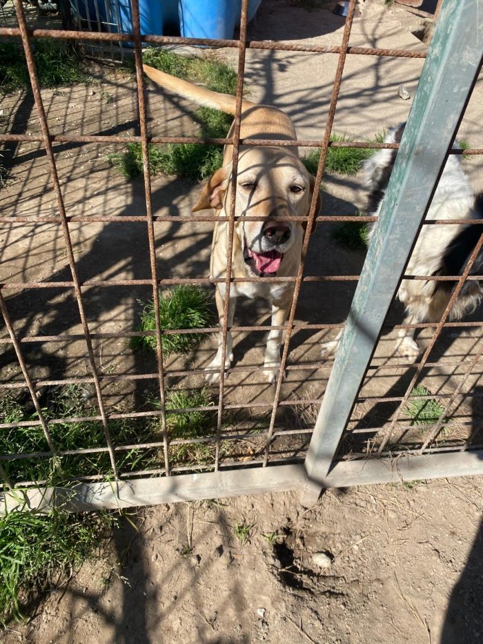 Orione splendido cagnolone simil Labrador cerca casa