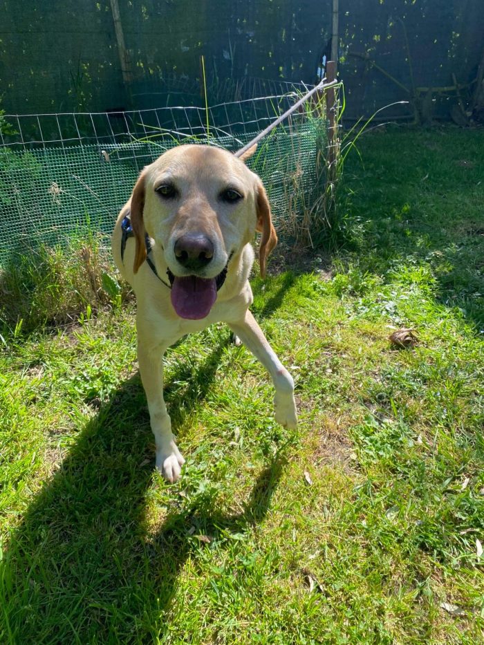 Orione splendido cagnolone simil Labrador cerca casa - media 6