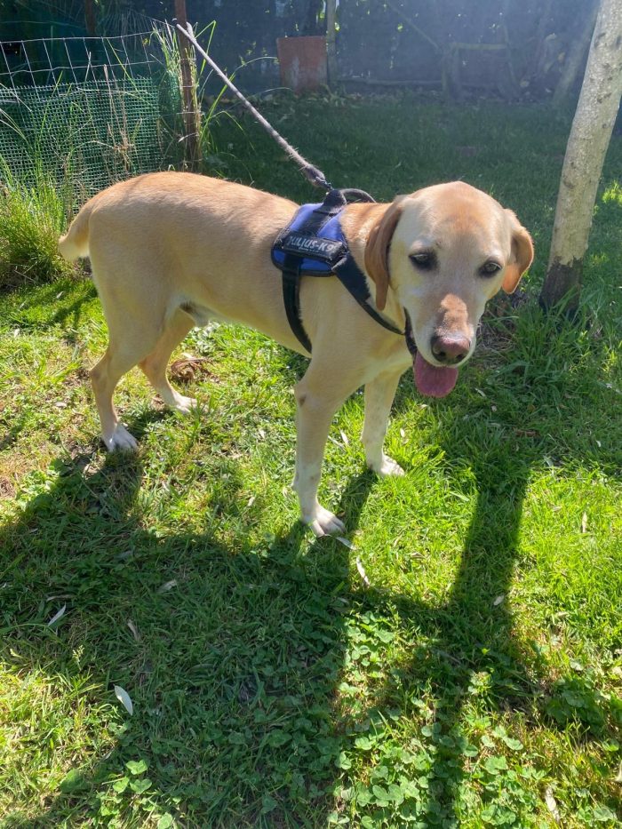 Orione splendido cagnolone simil Labrador cerca casa - media 4