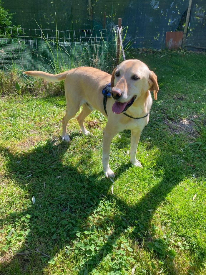 Orione splendido cagnolone simil Labrador cerca casa - media 5