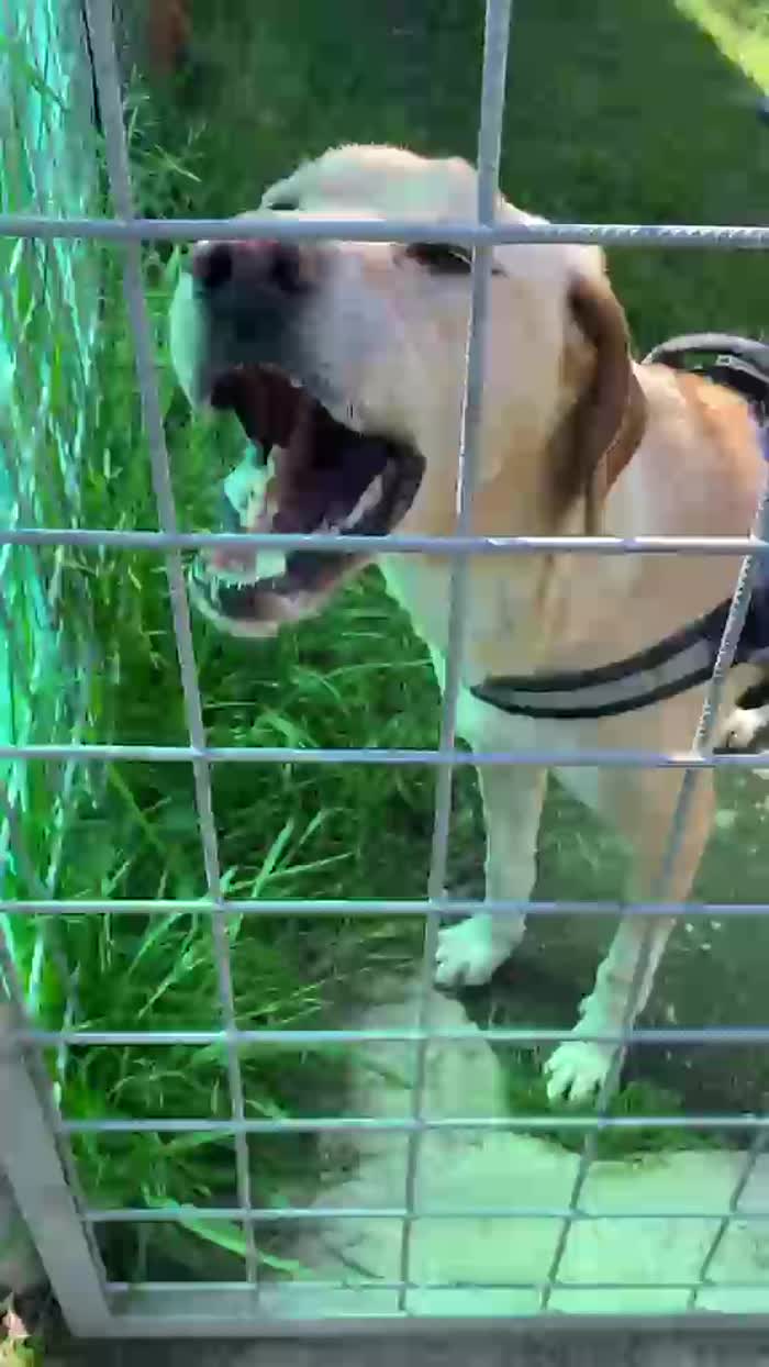 Orione splendido cagnolone simil Labrador cerca casa - media 8