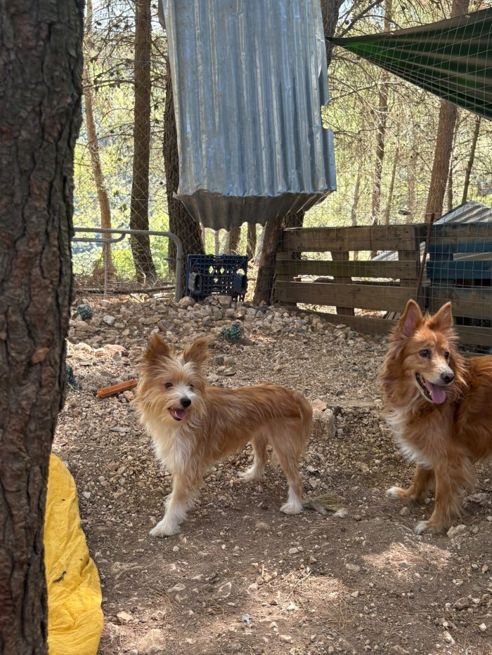 3 cagnoline da casa in box - media 6