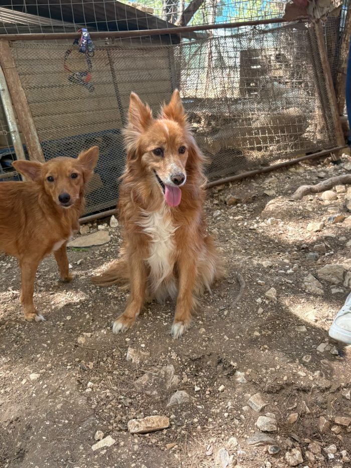 3 cagnoline da casa in box - media 7