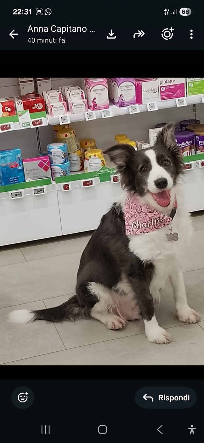 Deisy Border Collie 8anni ex fattrice SOS BERGAMO