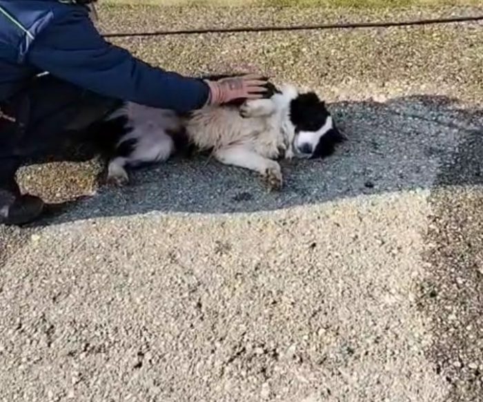 Deisy Border Collie 8anni ex fattrice SOS BERGAMO