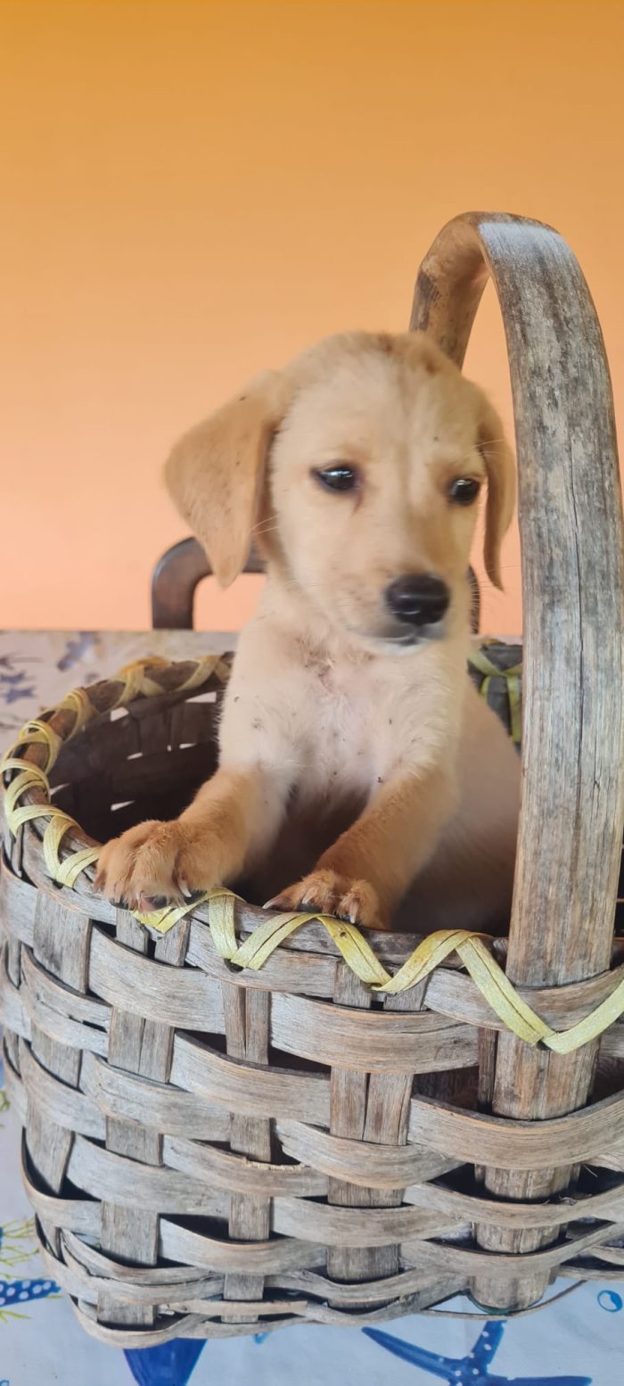 Orion splendido dolce cucciolo mix Labrador