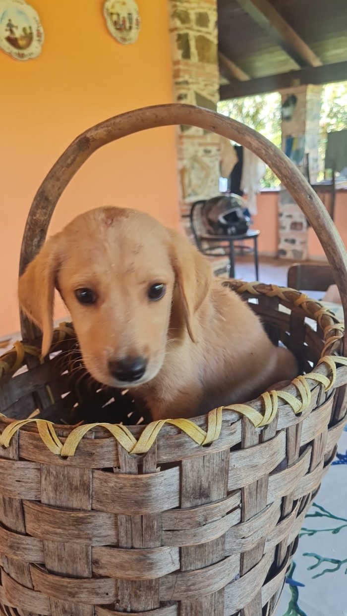Miro meraviglioso dolce cucciolo mix Labrador
