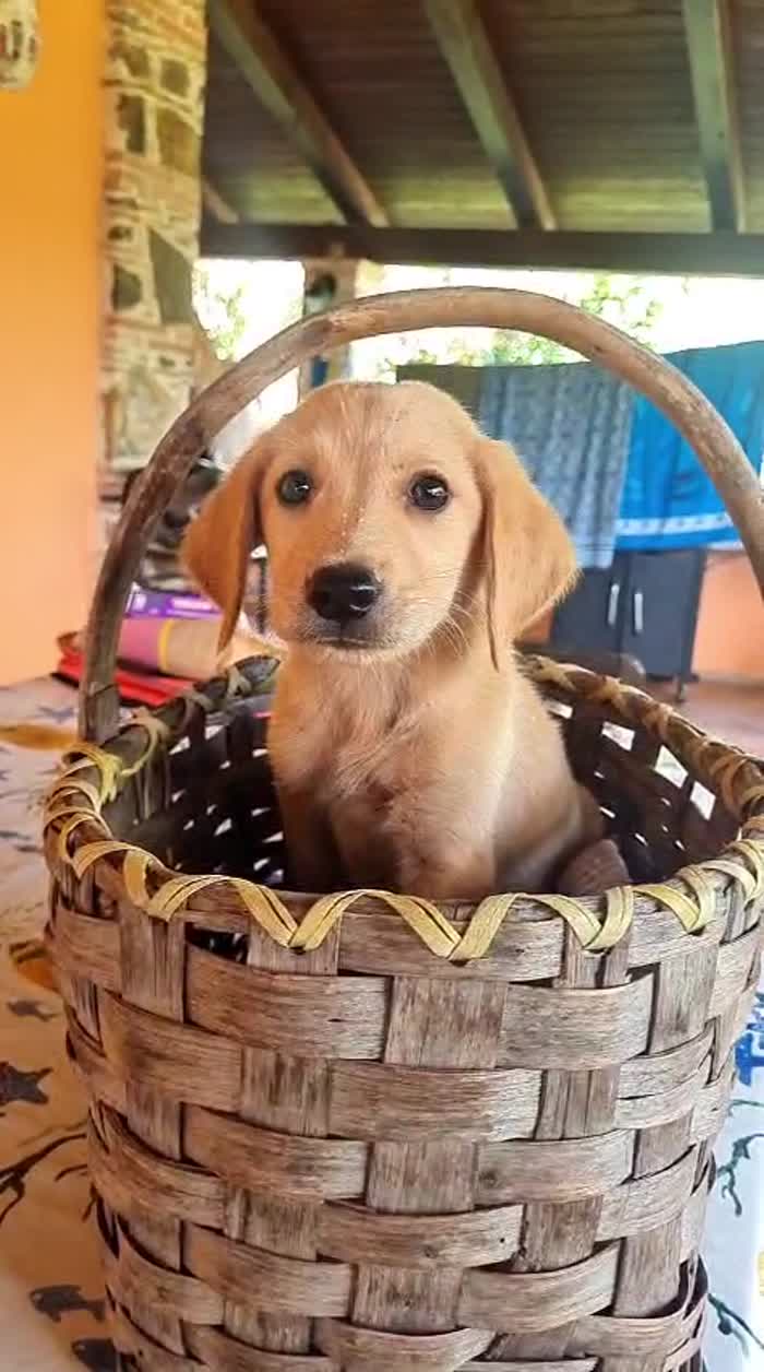 Miro meraviglioso dolce cucciolo mix Labrador - media 4