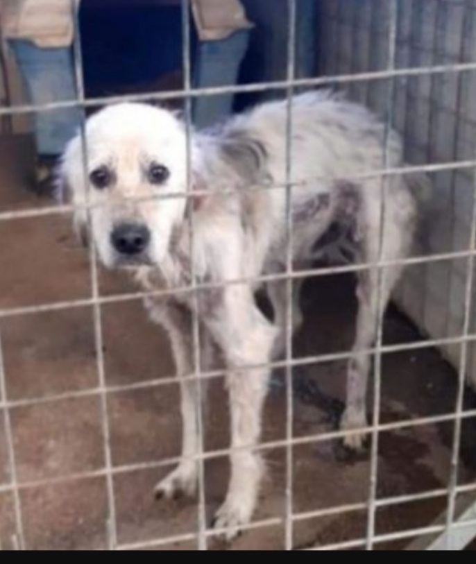 Salvo 9anni salvato rassegnato da anni in box.NAPOLI - media 7