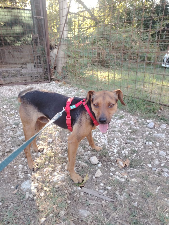 Carletto, cagnolino di taglia piccola