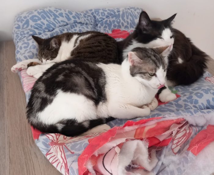 Miele, adorabile gatto da adottare! - media 4
