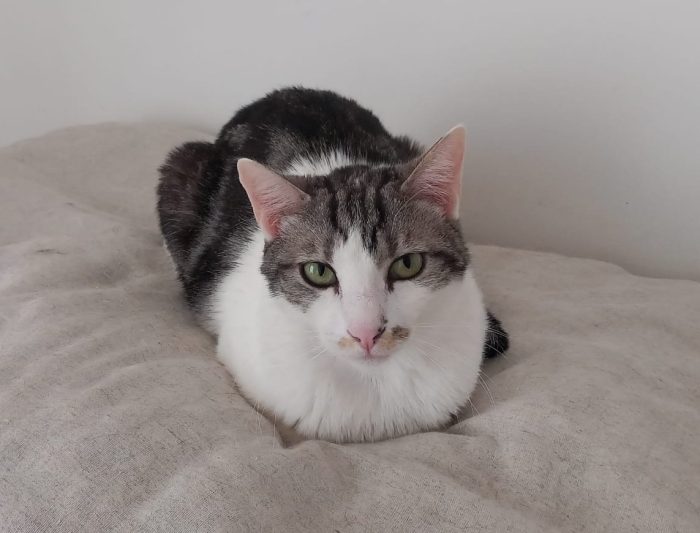 Miele, adorabile gatto da adottare! - media 5