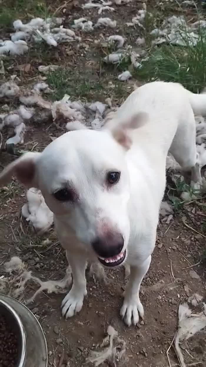 Blanko splendido giovane cagnolino cerca casa - media 6