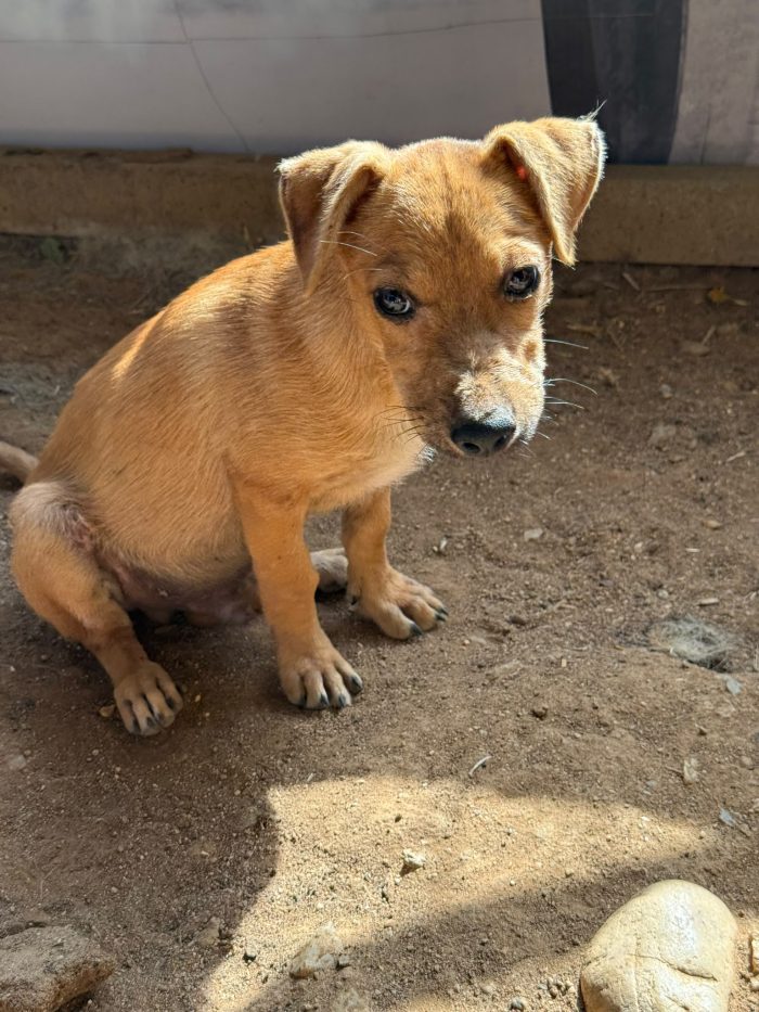 Balto color miele 4mesi tg piccola SOS COSENZA