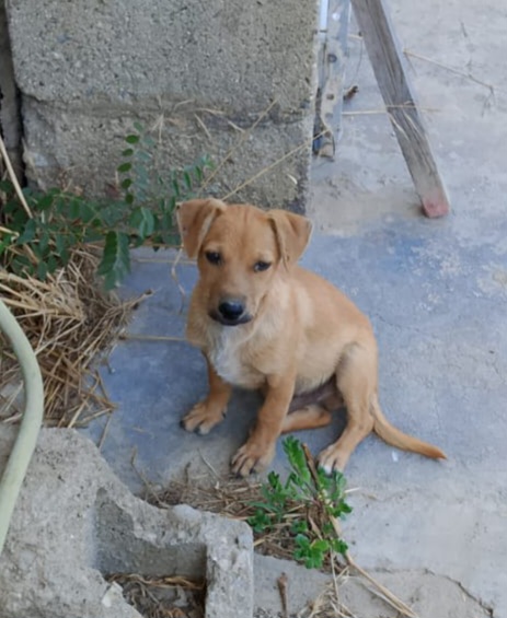 Balto color miele 4mesi tg piccola SOS COSENZA