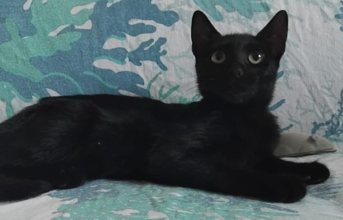 FUMETTA, micia nera magnifica