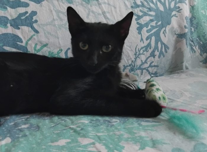 FUMETTA, micia nera magnifica