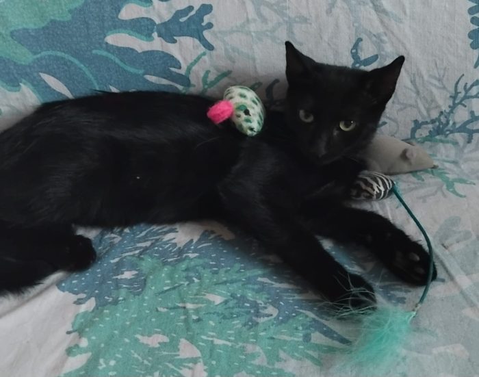 FUMETTA, micia nera magnifica