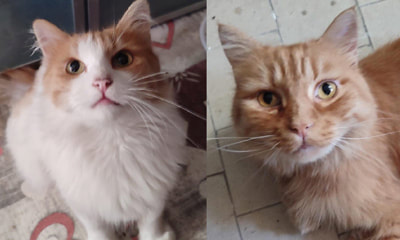 LEO E PUFFETTO NON CHIEDONO ALTRO CHE IL TUO AMORE
