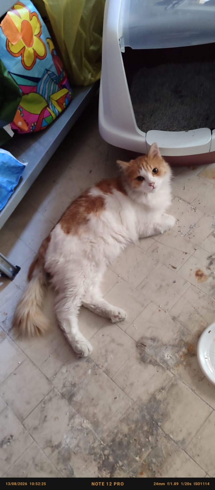 LEO E PUFFETTO NON CHIEDONO ALTRO CHE IL TUO AMORE - media 4