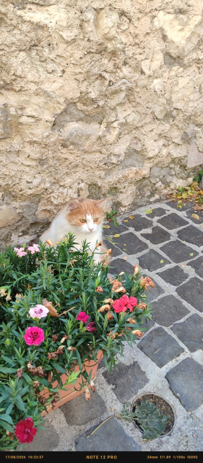 LEO E PUFFETTO NON CHIEDONO ALTRO CHE IL TUO AMORE - media 6