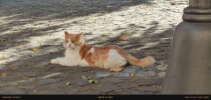 LEO E PUFFETTO NON CHIEDONO ALTRO CHE IL TUO AMORE - media 8