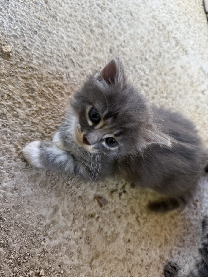 3 piccoli cercano una casa, anche singolarmente