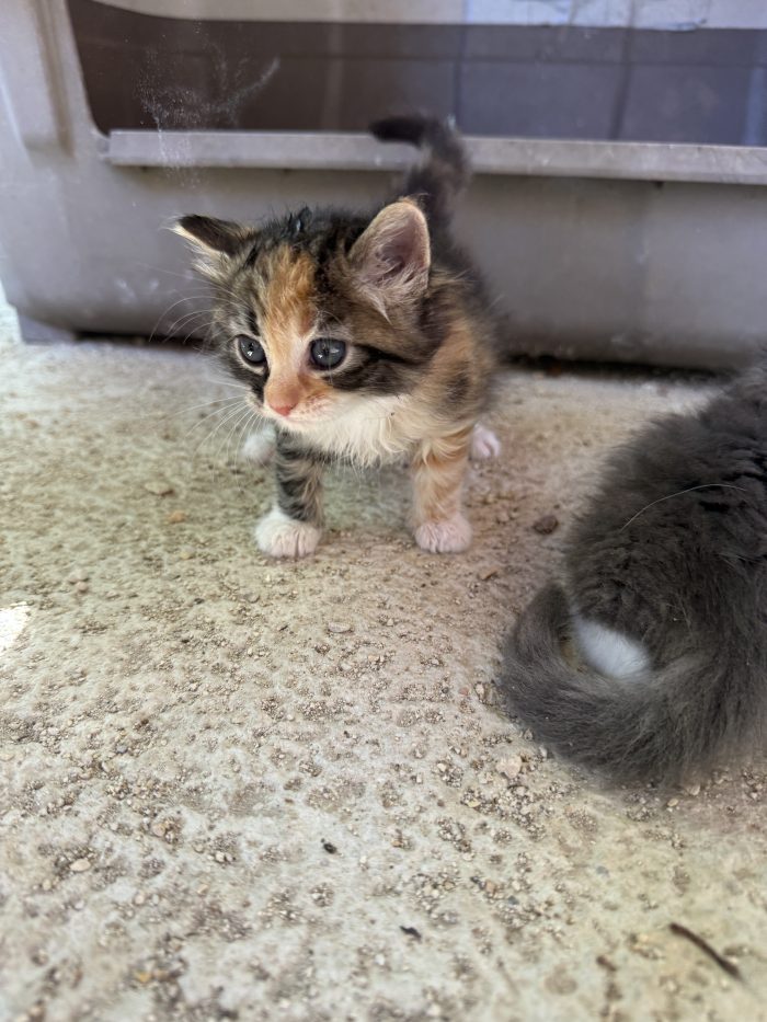 3 piccoli cercano una casa, anche singolarmente