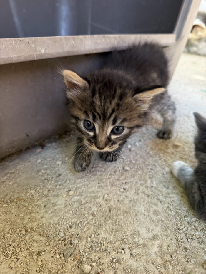 3 piccoli cercano una casa, anche singolarmente