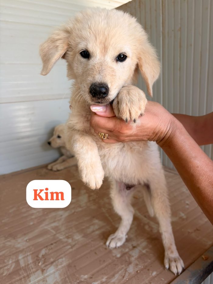 Kim dolcissimo cucciolo simil golden retriever
