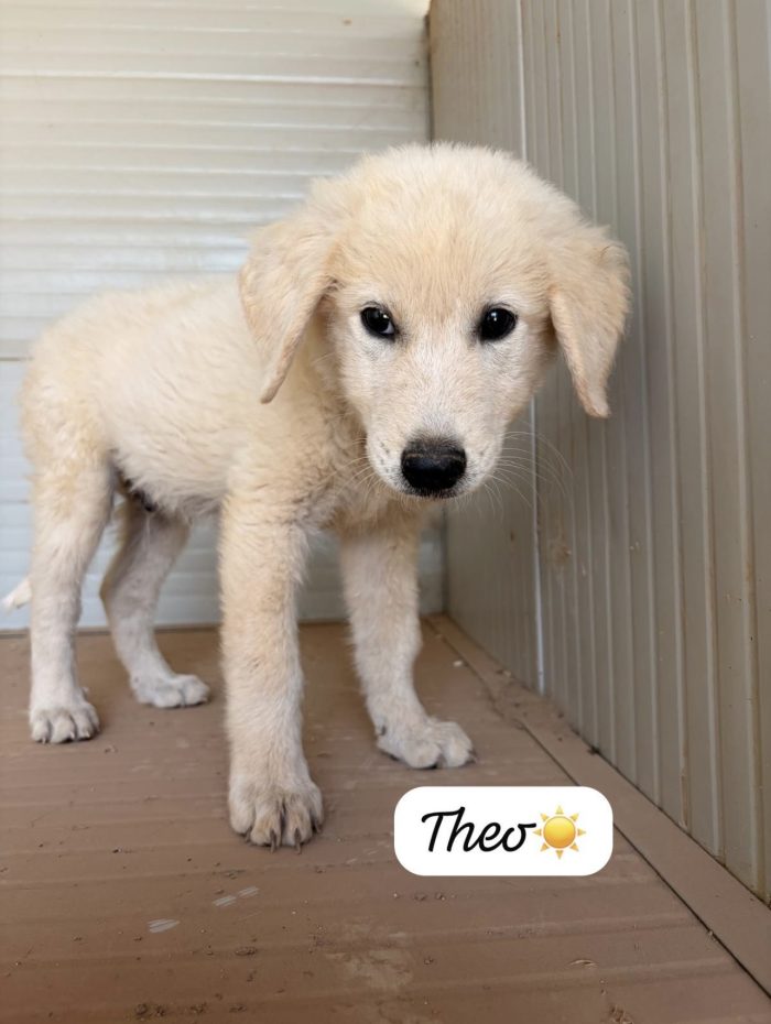 Theo dolcissimo cucciolo simil golden retriever