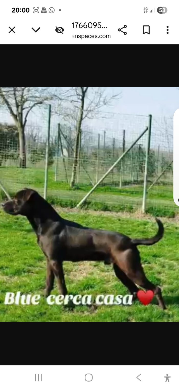 Blue 4anni molosso meraviglioso salvato 3anni fa PAVIA
