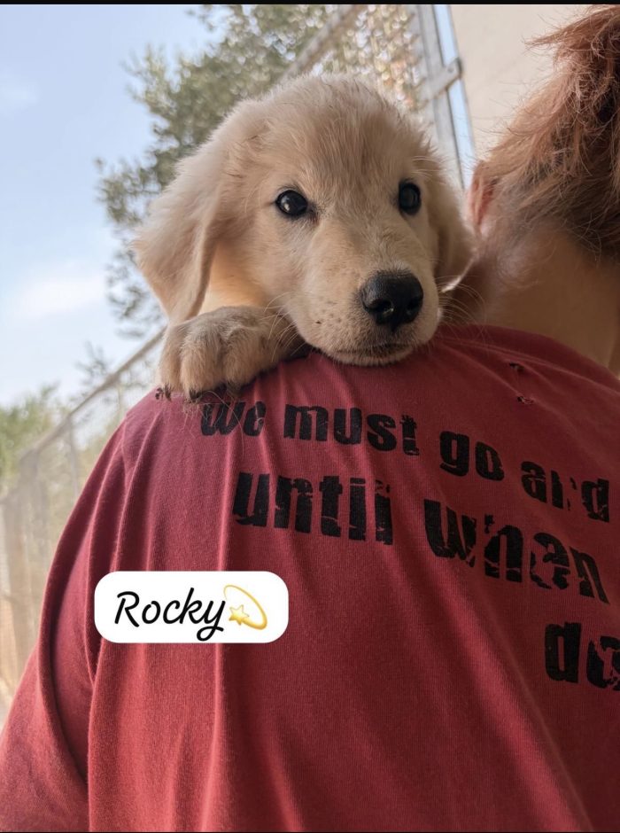 Rocky dolcissimo cucciolo simil golden retriever