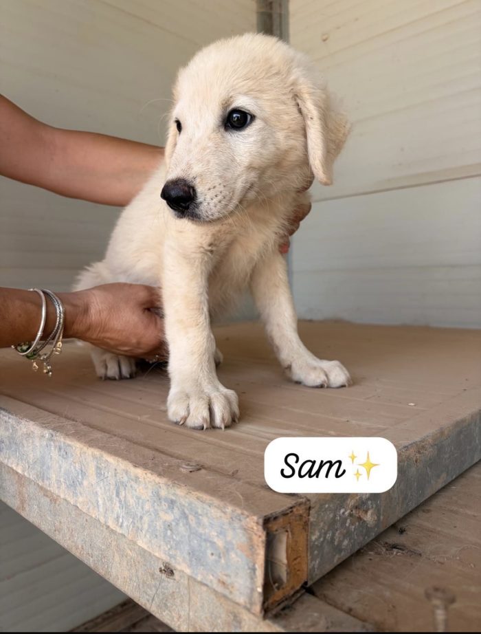 Sam dolcissimo cucciolo simil golden retriever