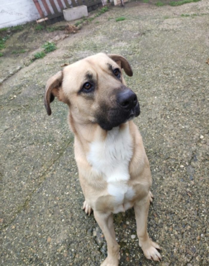 Cody 4anni salito cucciolo e rifiutato!!aspetta da oltre 3anni! MILANO