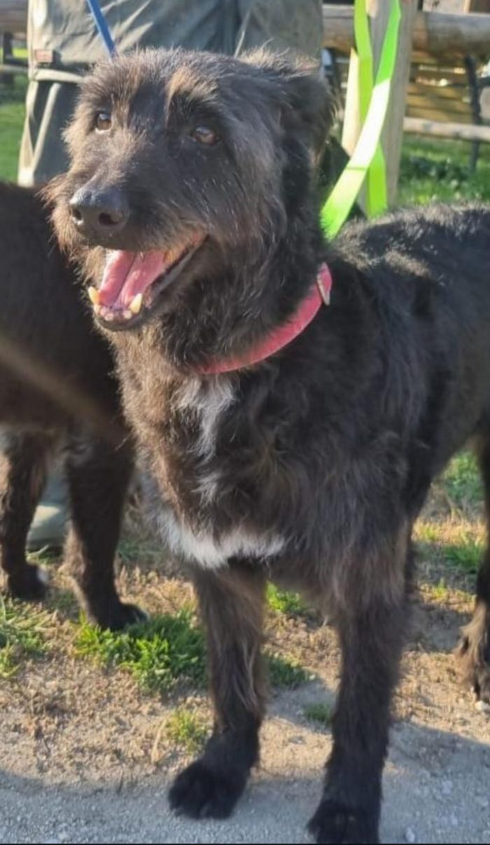 2fratelli mix Spinoni,10/11anni,anni di lager,buonissimi.NAPOLI