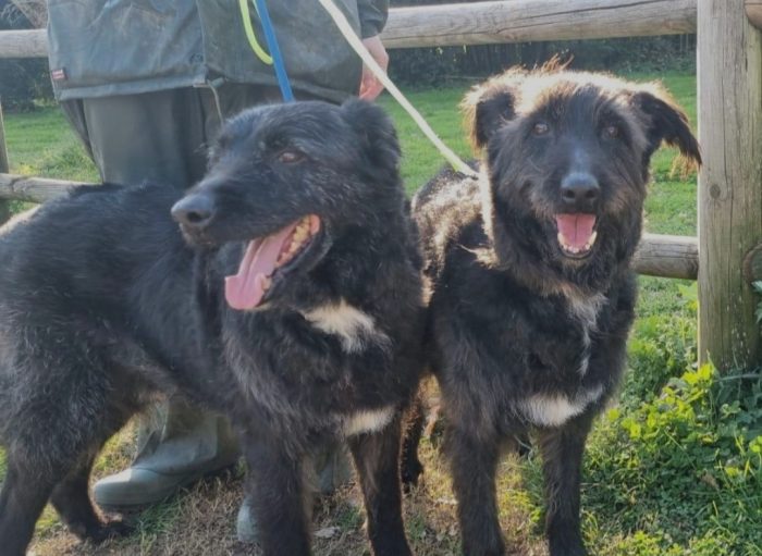 2fratelli mix Spinoni,10/11anni,anni di lager,buonissimi.NAPOLI