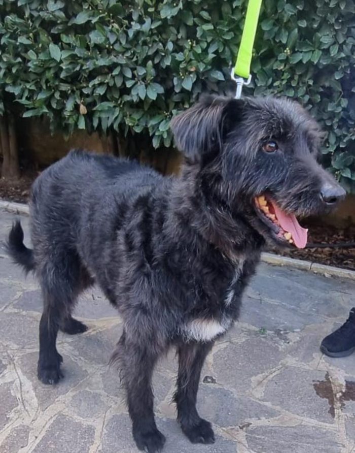 2fratelli mix Spinoni,10/11anni,anni di lager,buonissimi.NAPOLI - media 7