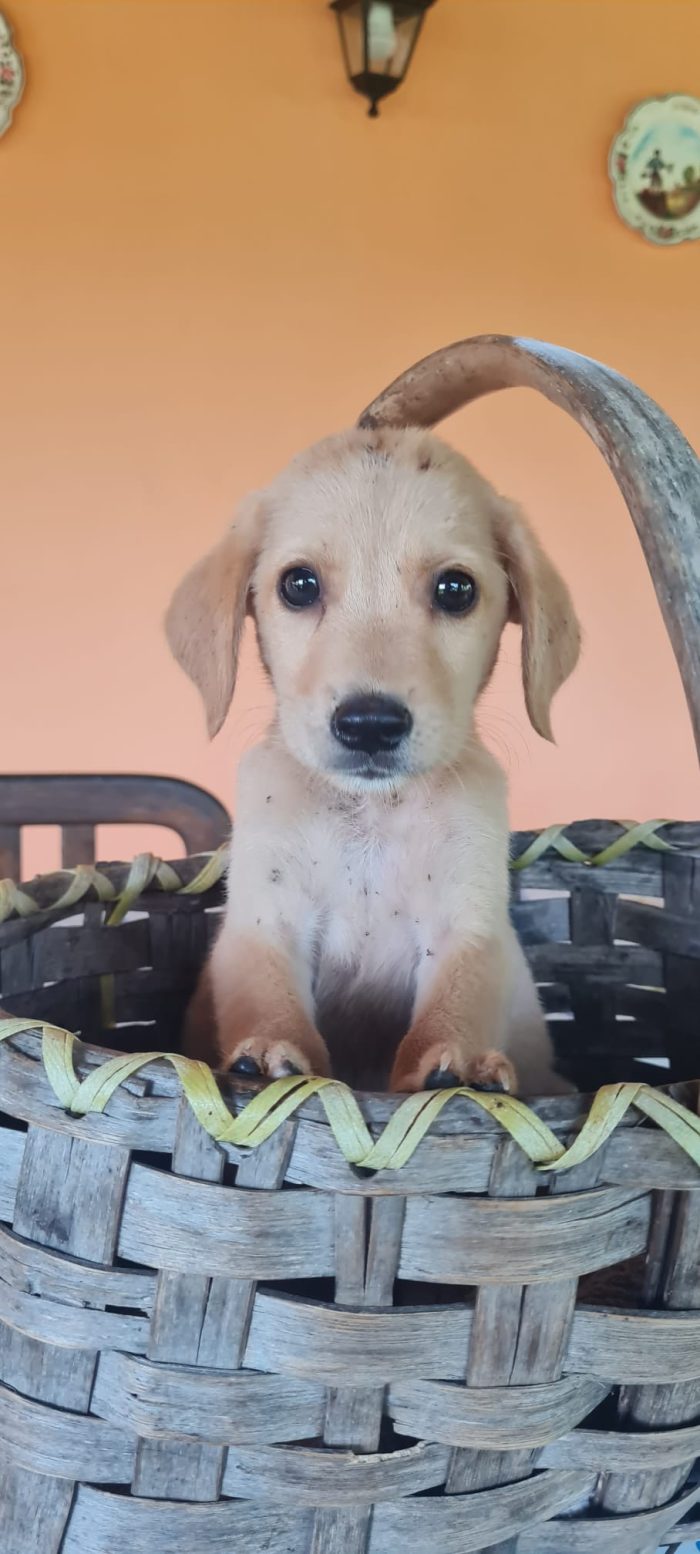 🩵 ORION CUCCIOLO  E SPLENDIDO  IN CERCA CONDIVISIONI E ADOZIONE 🏠