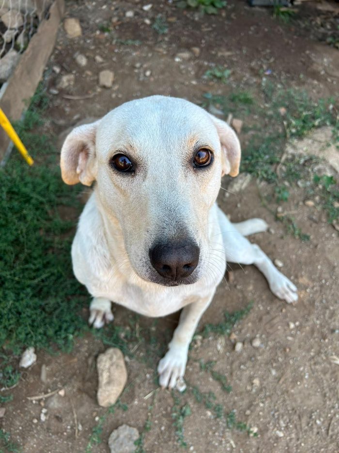 Sonia splendida dolce simil Labrador