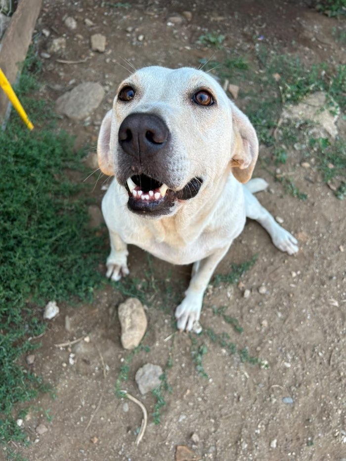 Sonia splendida dolce simil Labrador
