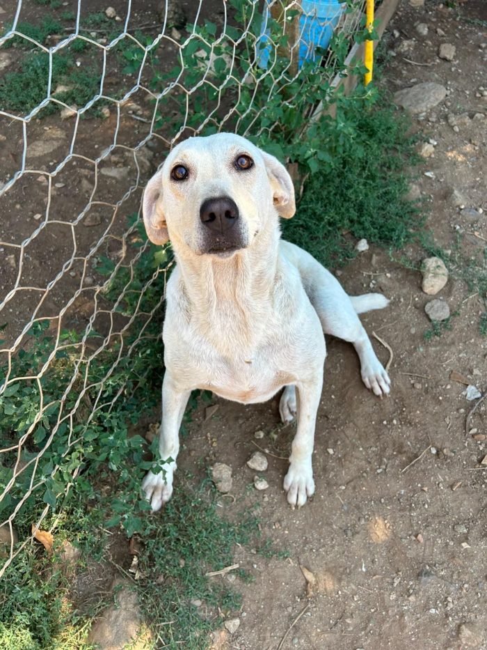 Sonia splendida dolce simil Labrador - media 5