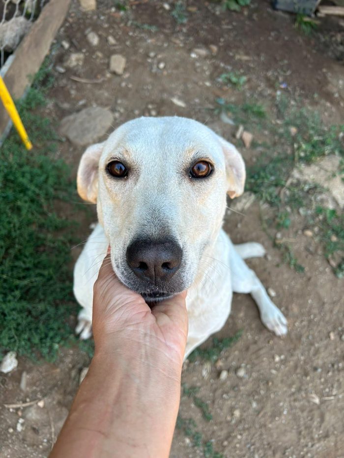 Sonia splendida dolce simil Labrador - media 4
