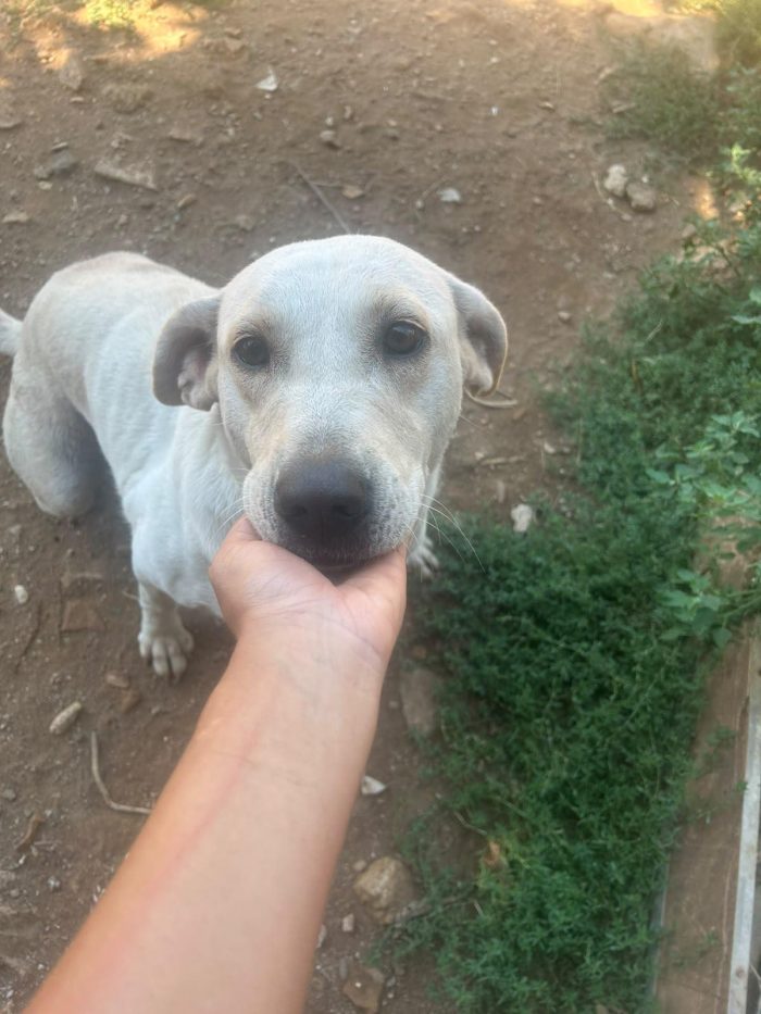 Sonia splendida dolce simil Labrador - media 6