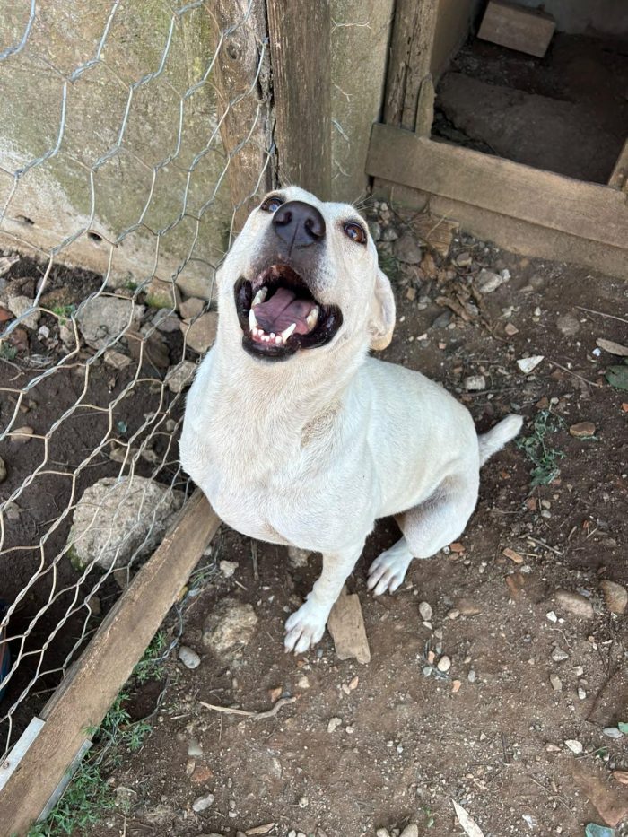 Sonia splendida dolce simil Labrador - media 7